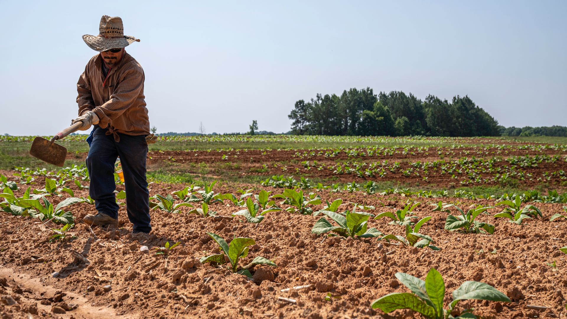 Farmer working in crop field